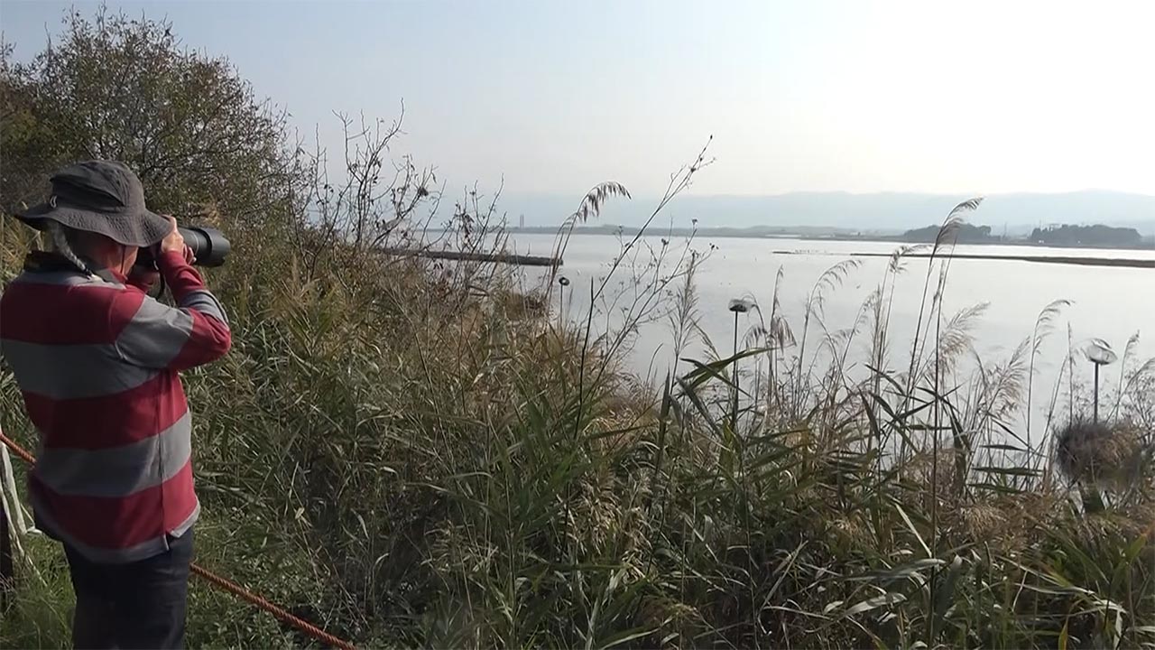 Hersek Lagünü'nde Flamingo Popülasyonu Artıyor (3)