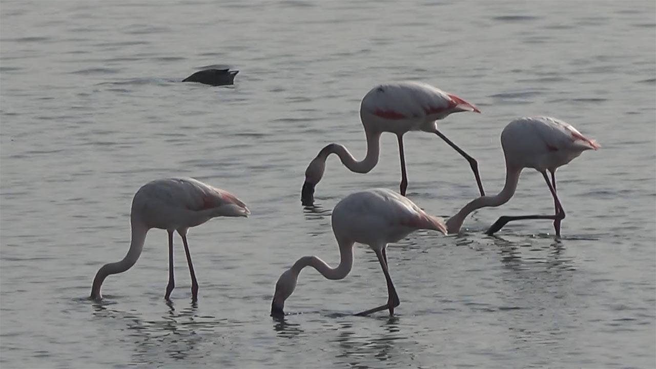 Hersek Lagünü'nde Flamingo Popülasyonu Artıyor (4)