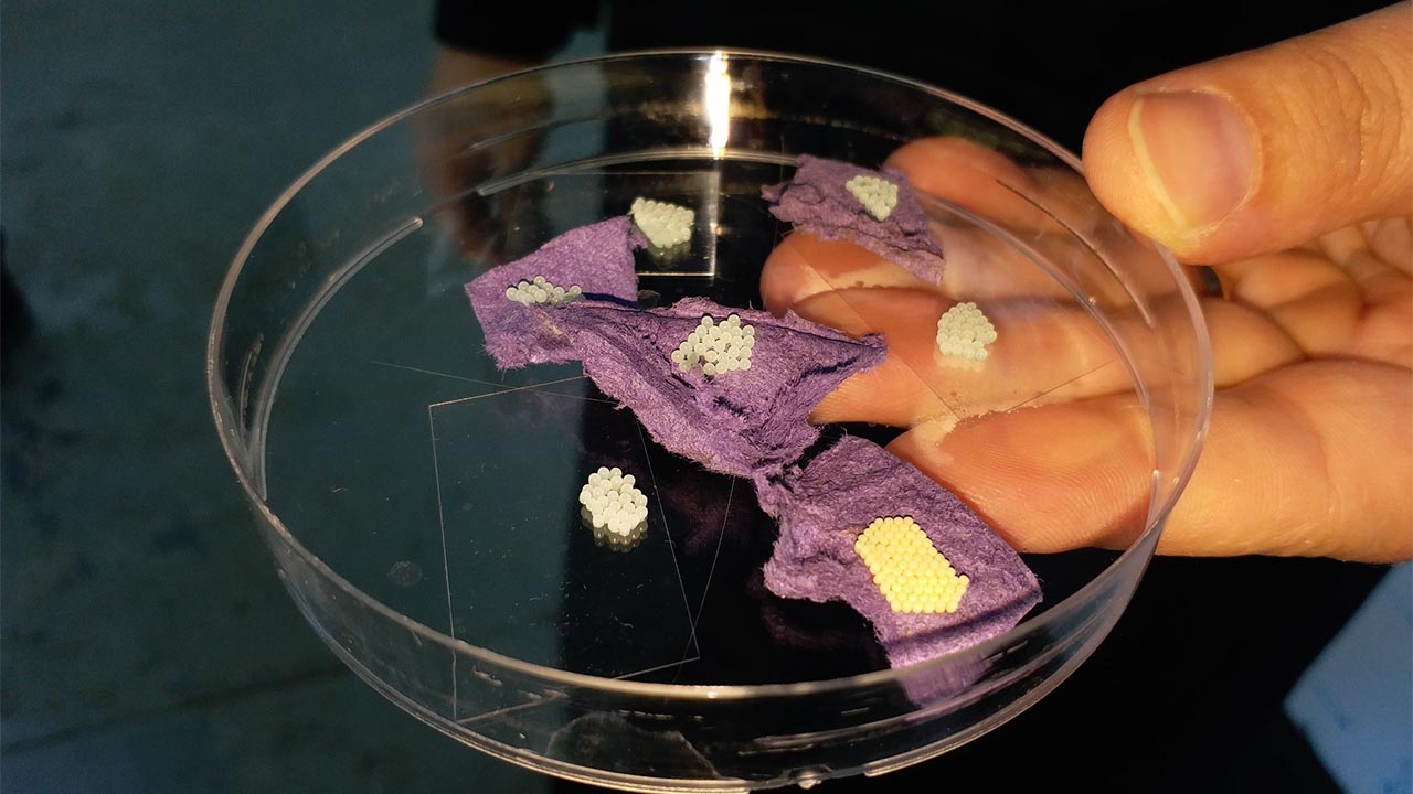 Kahverengi Kokarca Yalova’da Yayılıyor (2)