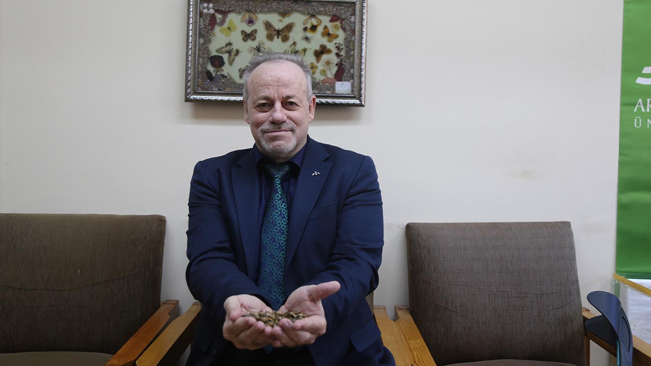 Kahverengi Kokarca Yalova’da Yayılıyor (5)