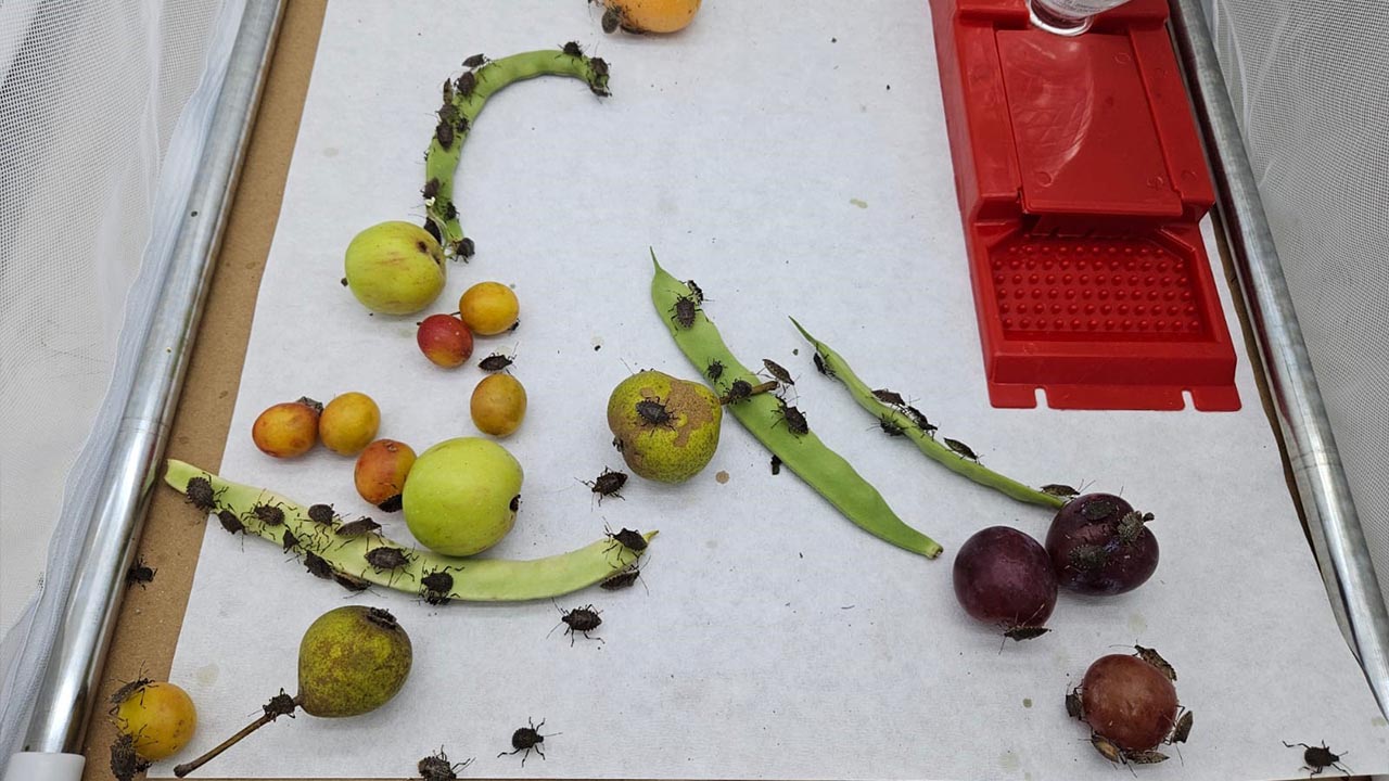 Kahverengi Kokarca Yalova’da Yayılıyor (6)