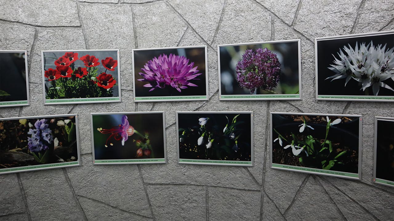 Yalova Geofit Bahçesi’nde Genetik Hazineler Koruma Altında (1)-1