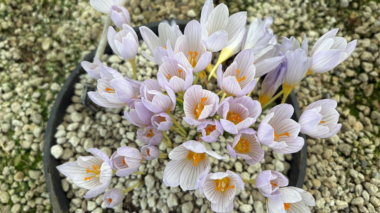 Yalova Geofit Bahçesi’nde Genetik Hazineler Koruma Altında (1)