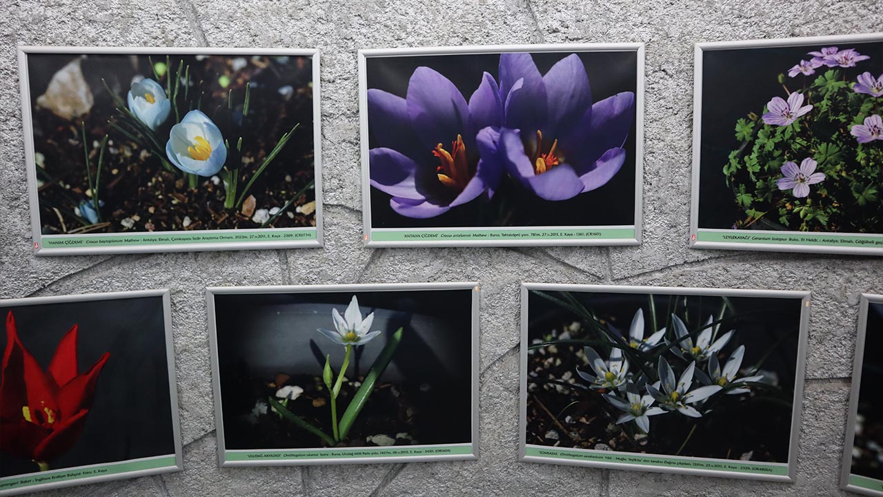 Yalova Geofit Bahçesi’nde Genetik Hazineler Koruma Altında (2)