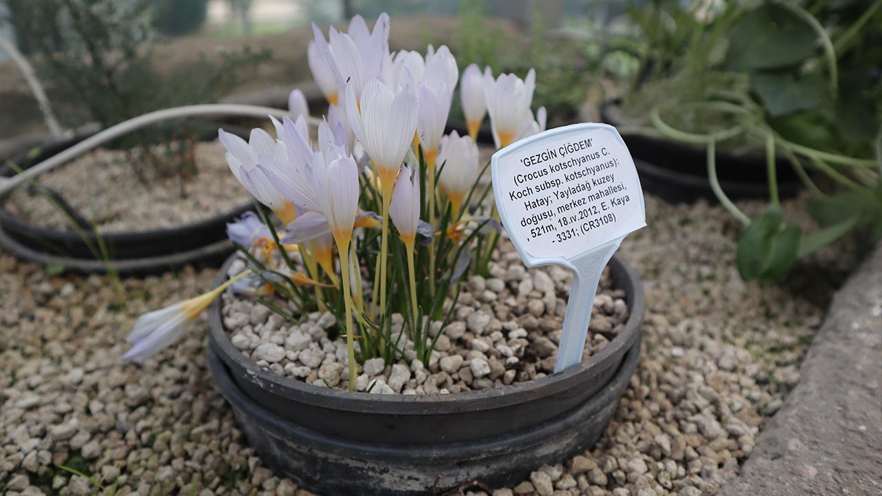 Yalova Geofit Bahçesi’nde Genetik Hazineler Koruma Altında (3)