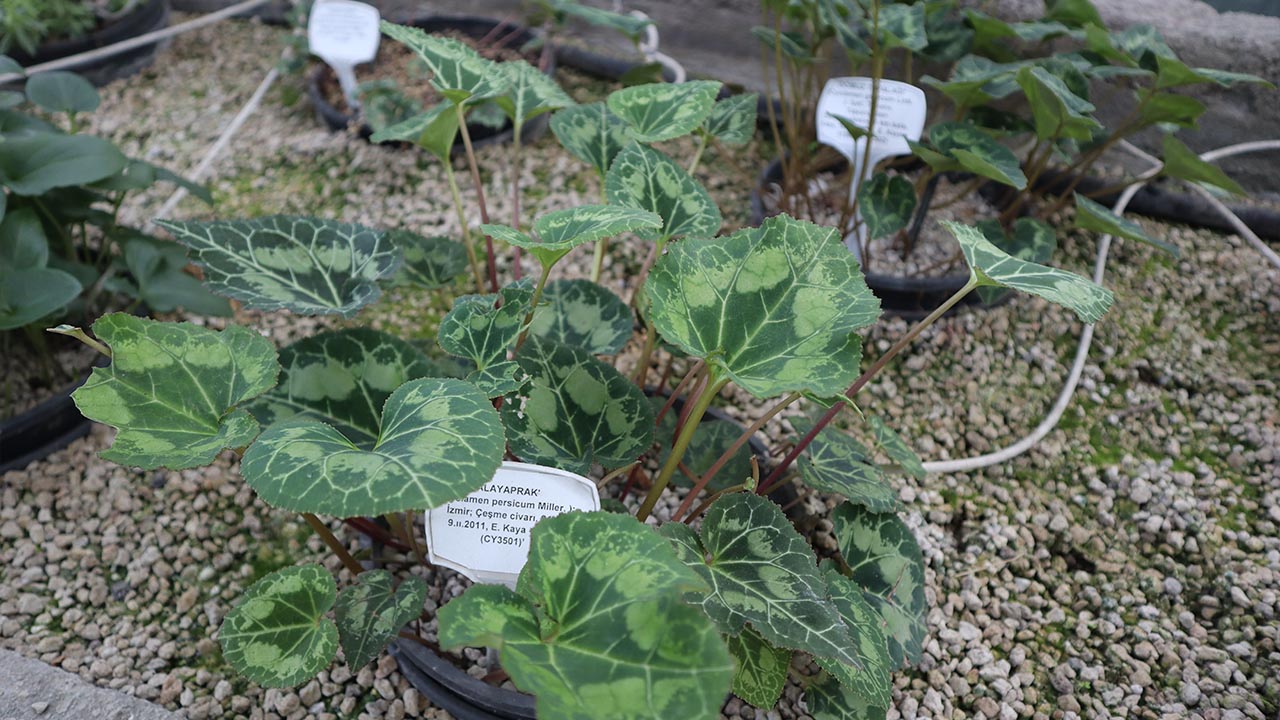 Yalova Geofit Bahçesi’nde Genetik Hazineler Koruma Altında (4)