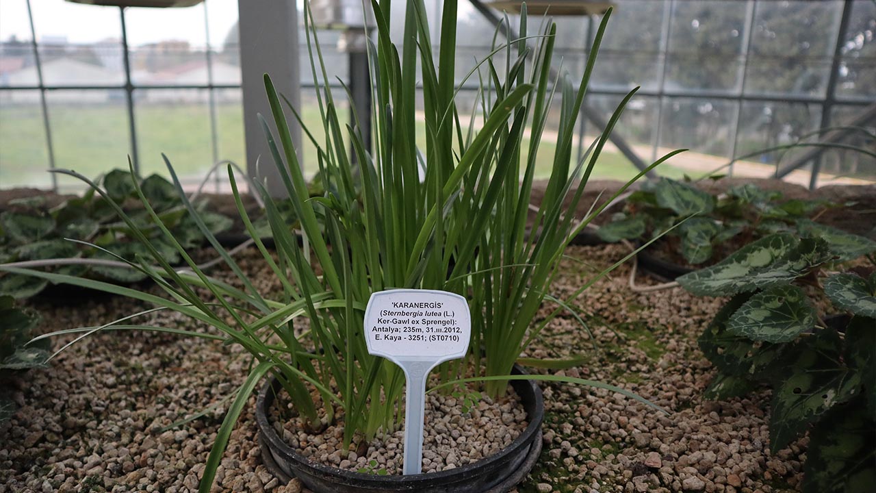 Yalova Geofit Bahçesi’nde Genetik Hazineler Koruma Altında (5)