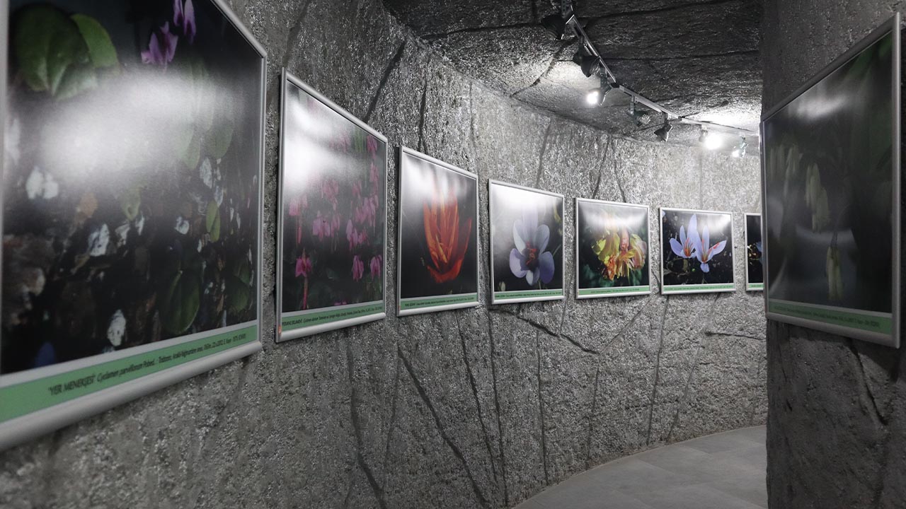 Yalova Geofit Bahçesi’nde Genetik Hazineler Koruma Altında (7)