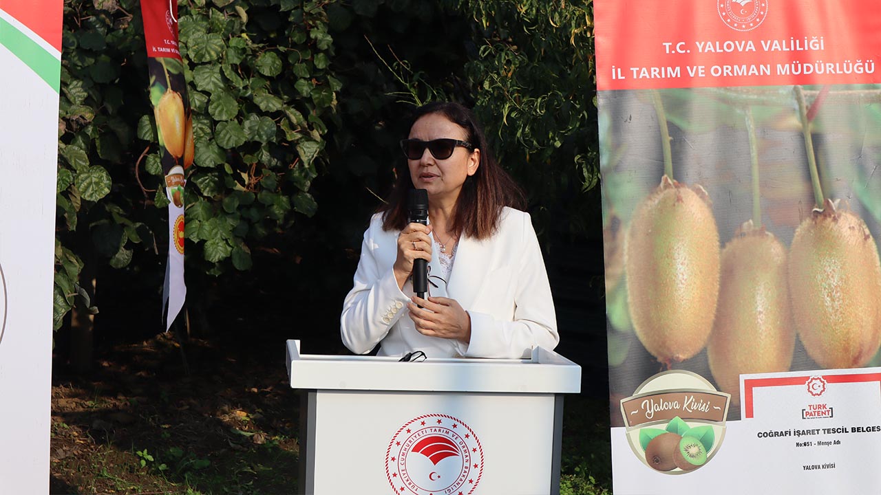 Yalova Kivi Hasat Altinova (10)