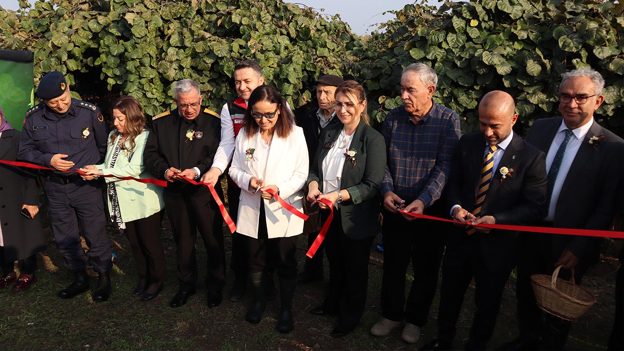 Yalova Kivi Hasat Altinova (15)