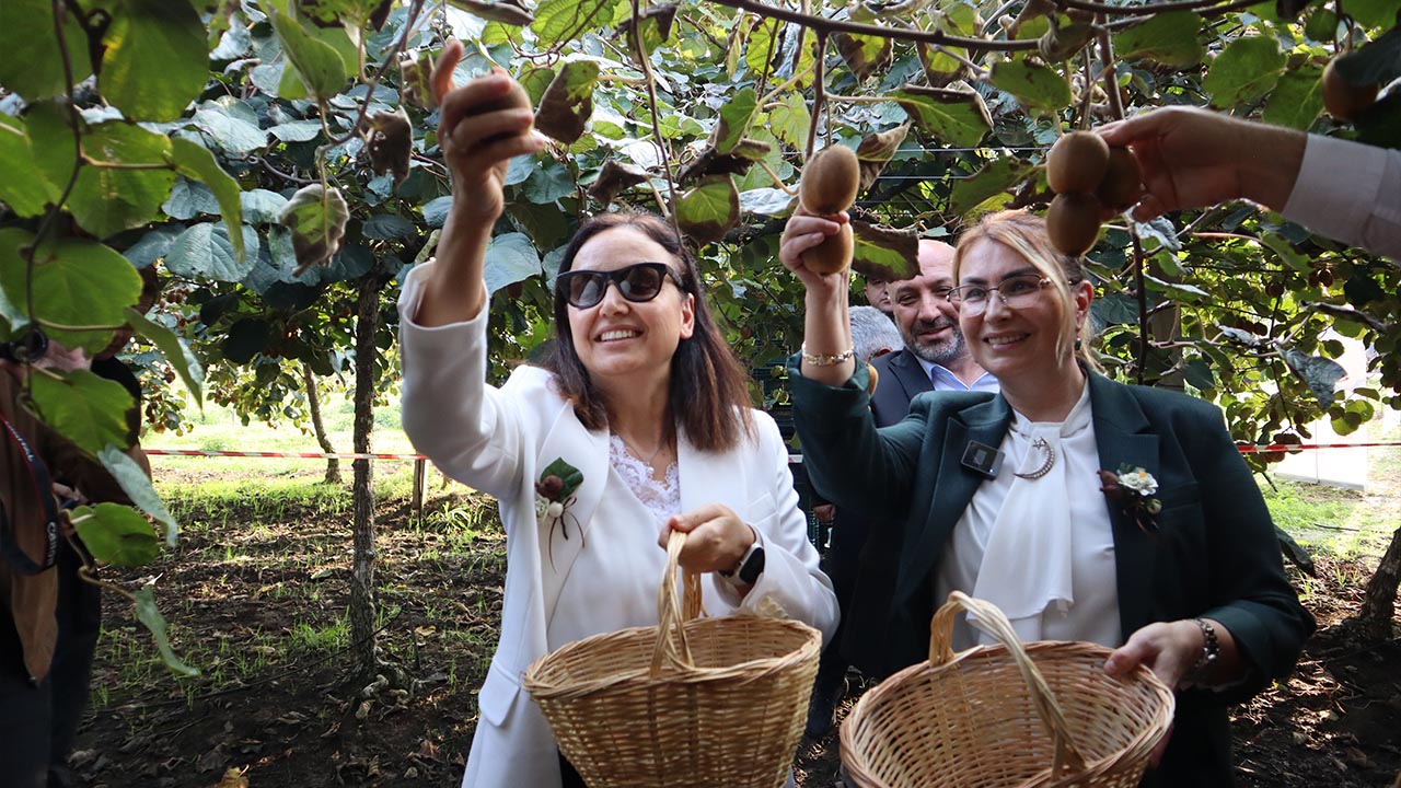 Yalova Kivi Hasat Altinova (16)