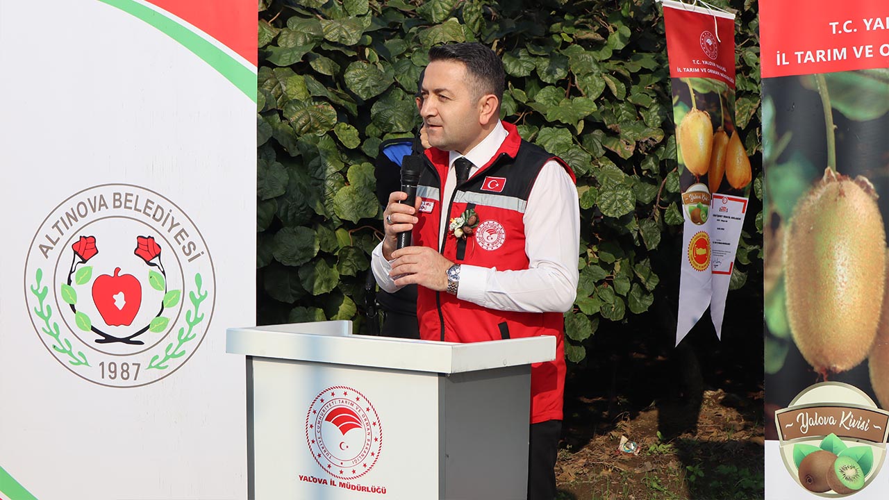 Yalova Kivi Hasat Altinova (7)