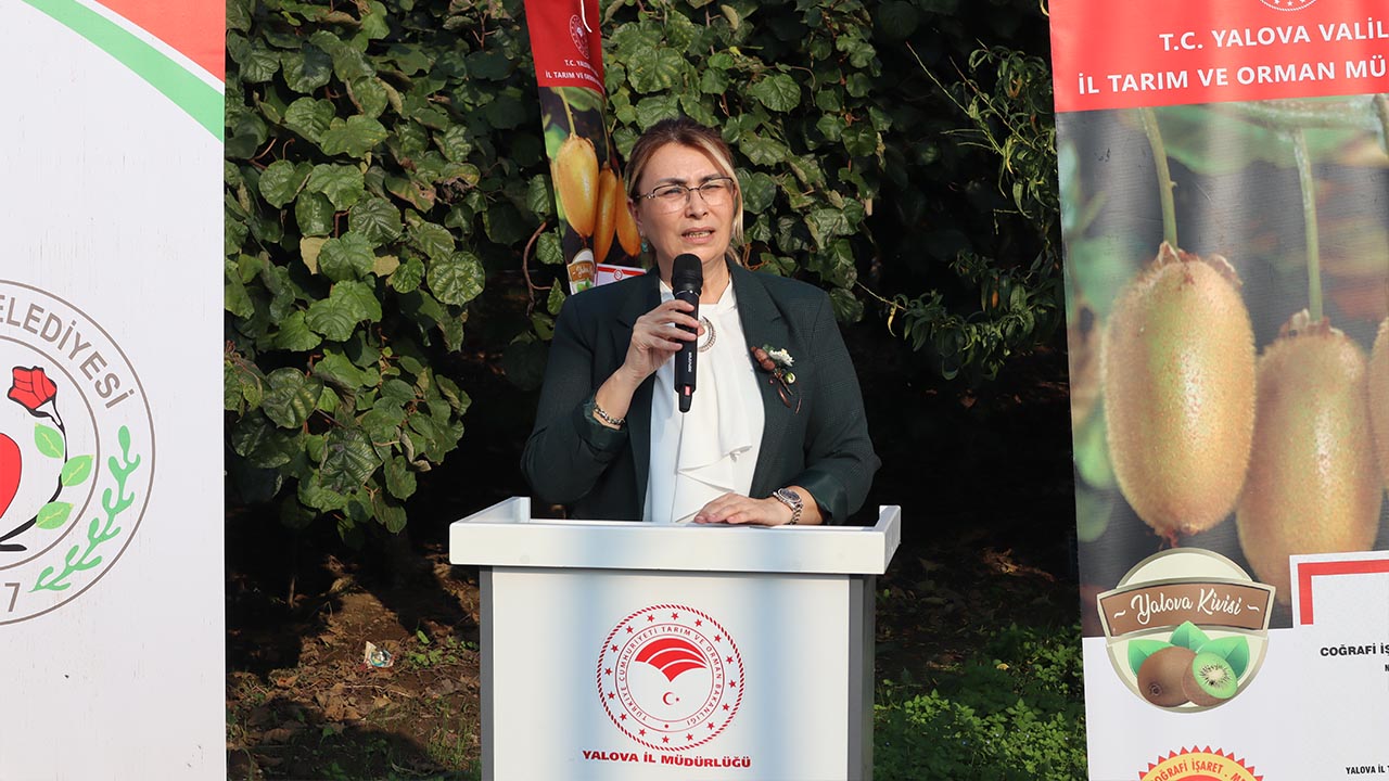 Yalova Kivi Hasat Altinova (8)