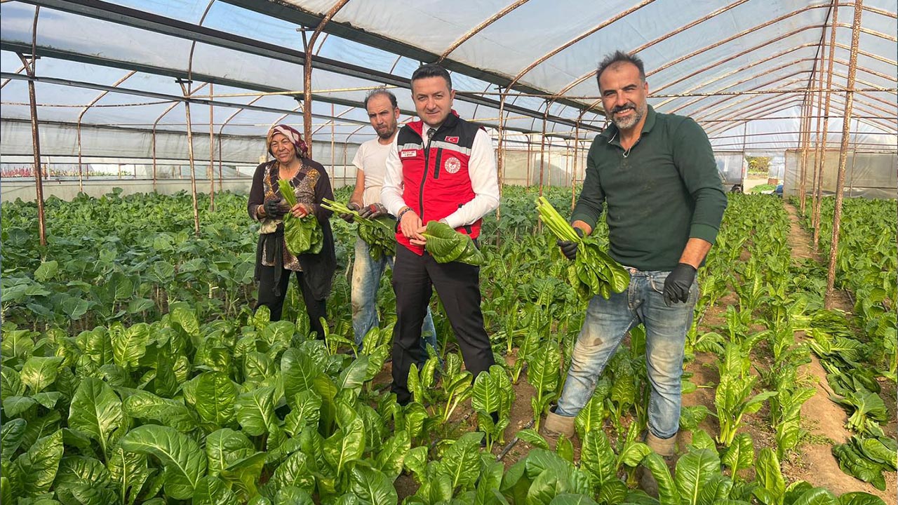 Müdür İlmeç, Kadıköy’de Üreticilerle Pazı Hasadına Katıldı (3)