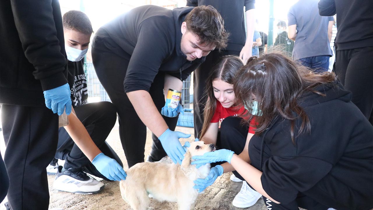 Yalova Ciftlikkoy Belediyesi Sokak Hayvan Koruma Merkez (3)