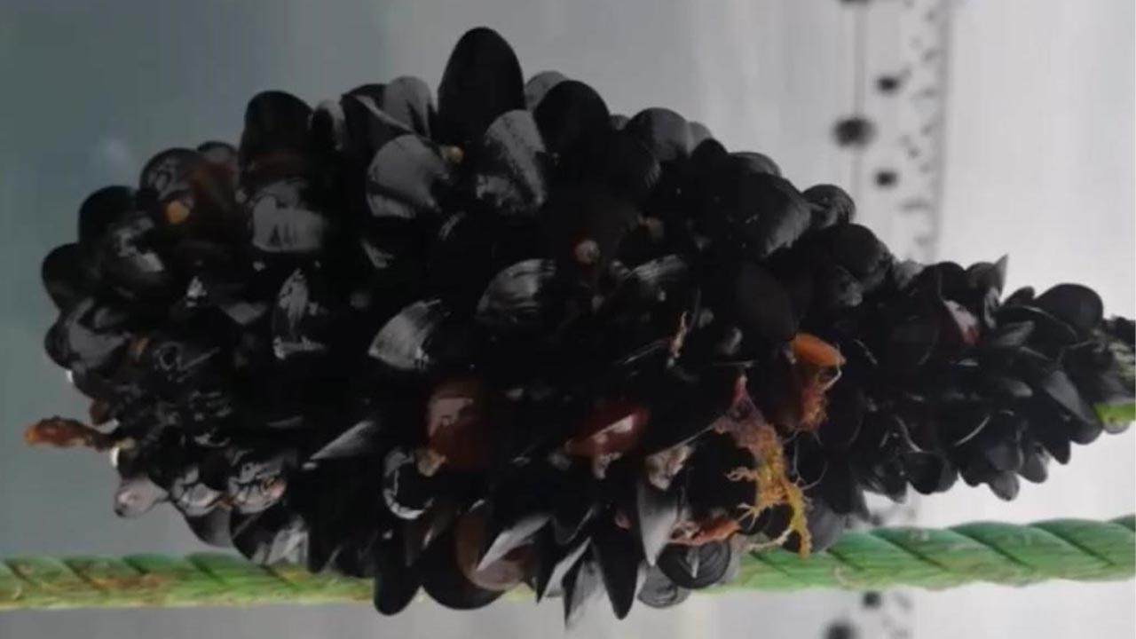 Yalova Balikesir Canakkale Istanbul Ortakoy Midye Ureticiler Birlik Baskan Kacak Tehlike (2)