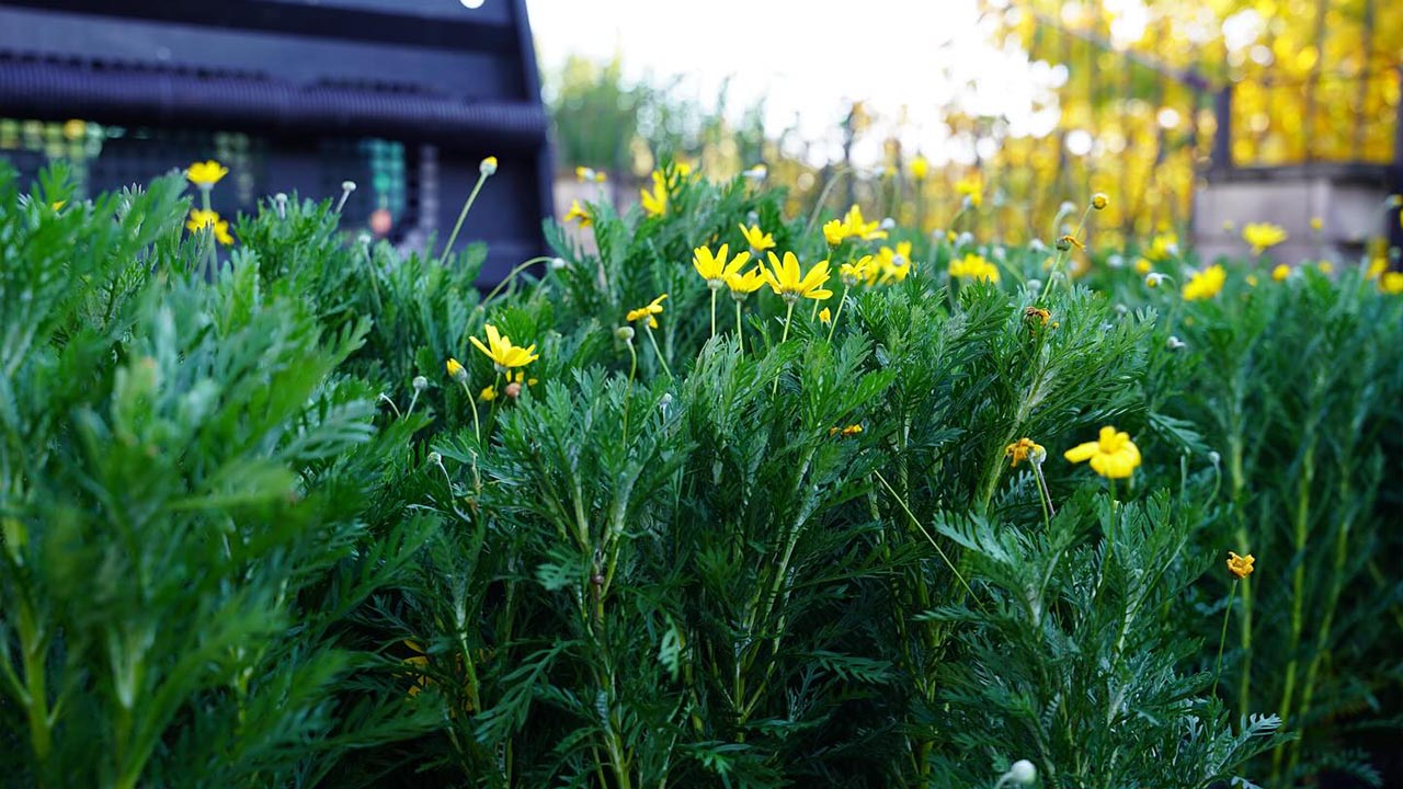Yalova Kadikoy Belediye Termal Cadde Personel Cicek Cevre Guzellestirme (4)