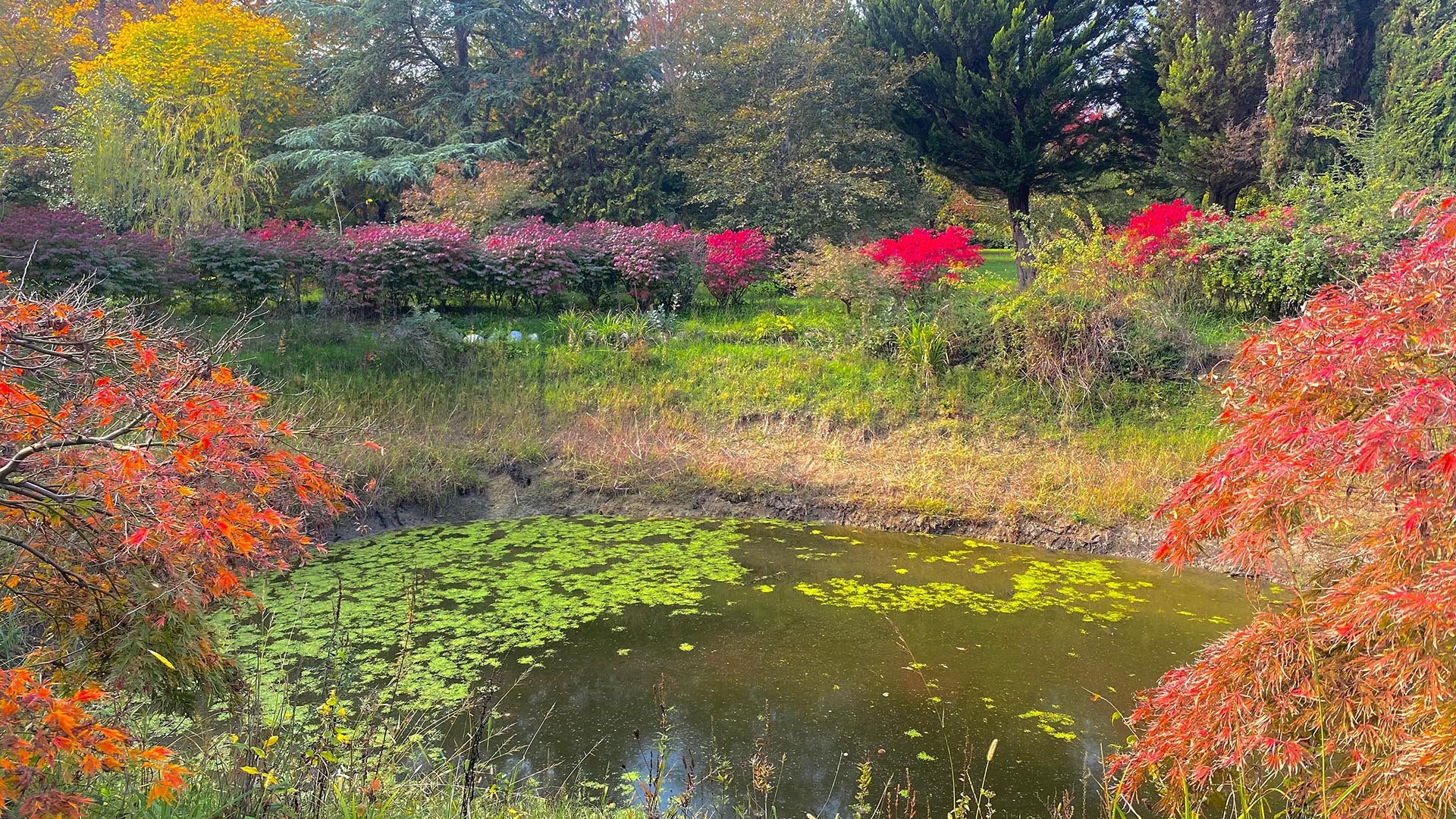 Yalova Karaca Sonbahar (2)