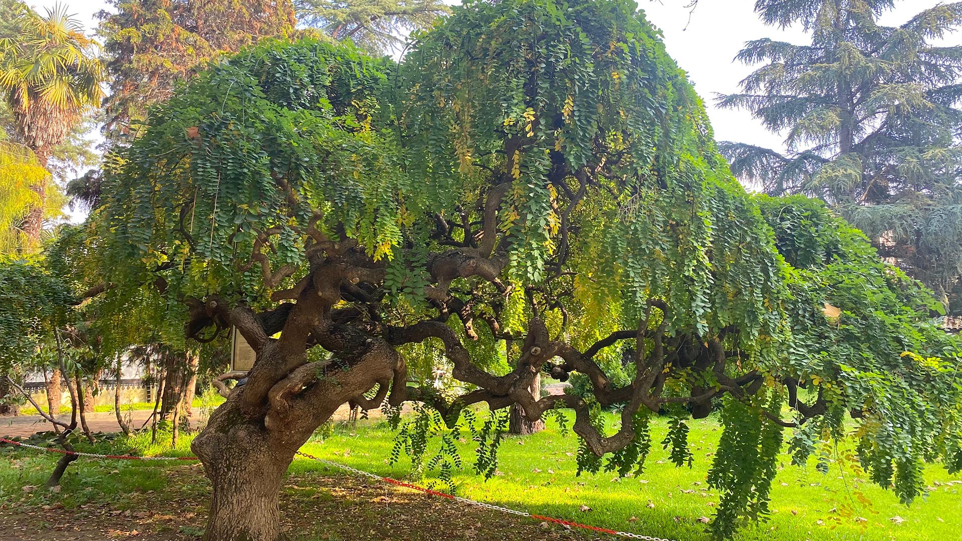 Yalova Karaca Sonbahar (5)