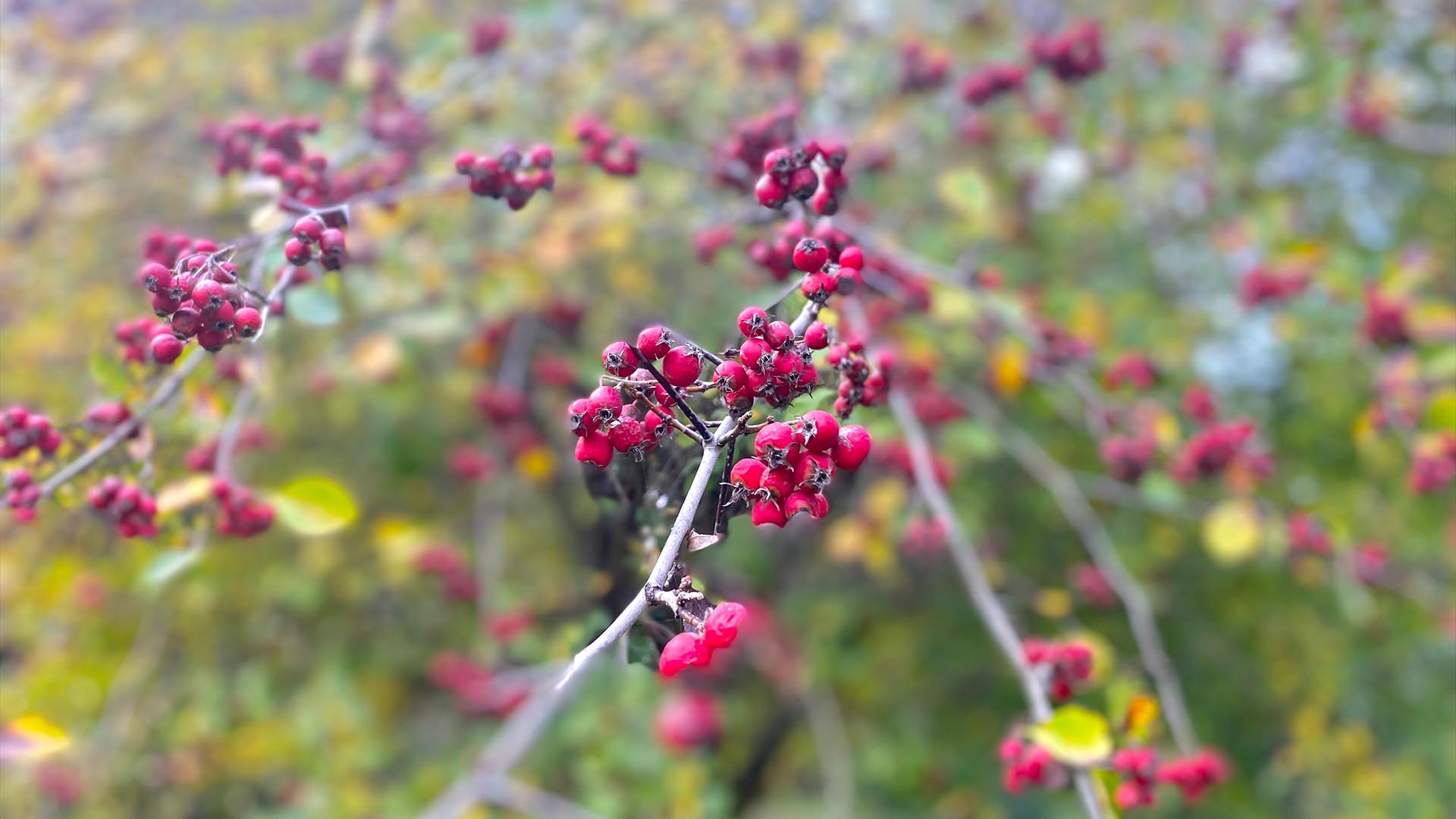 Yalova Karaca Sonbahar (7)