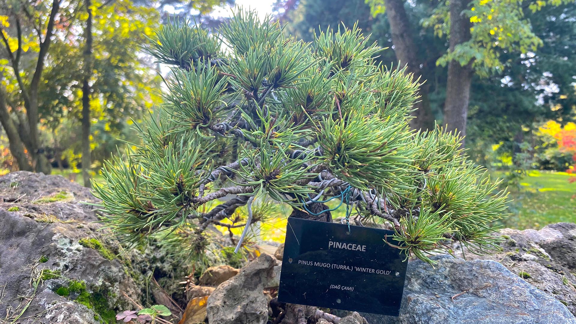 Yalova Karaca Sonbahar (9)