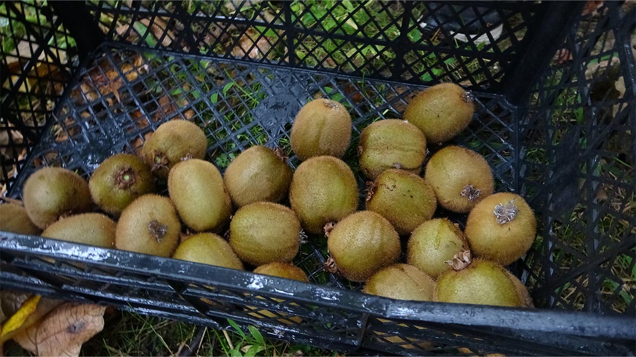 Yalova Kivi Rekoltesiyle Öne Çıkıyor (1)