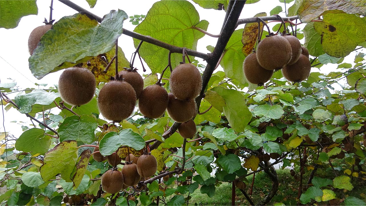 Yalova Kivi Rekoltesiyle Öne Çıkıyor (2)