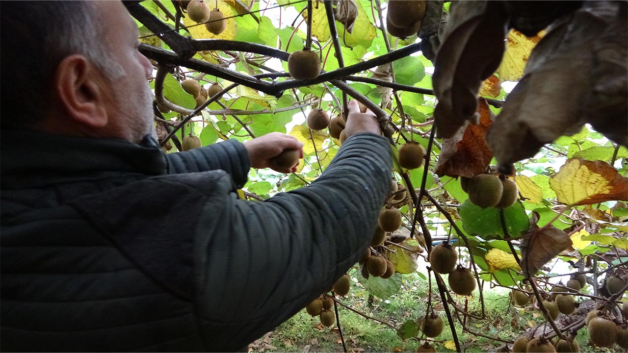 Yalova Kivi Rekoltesiyle Öne Çıkıyor (4)
