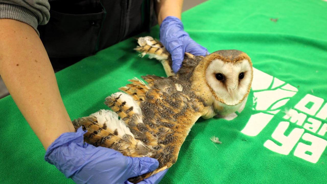 Yalova Kocaeli Ormanya Dogal Yasam Merkez Hayvan Tedavi (1)