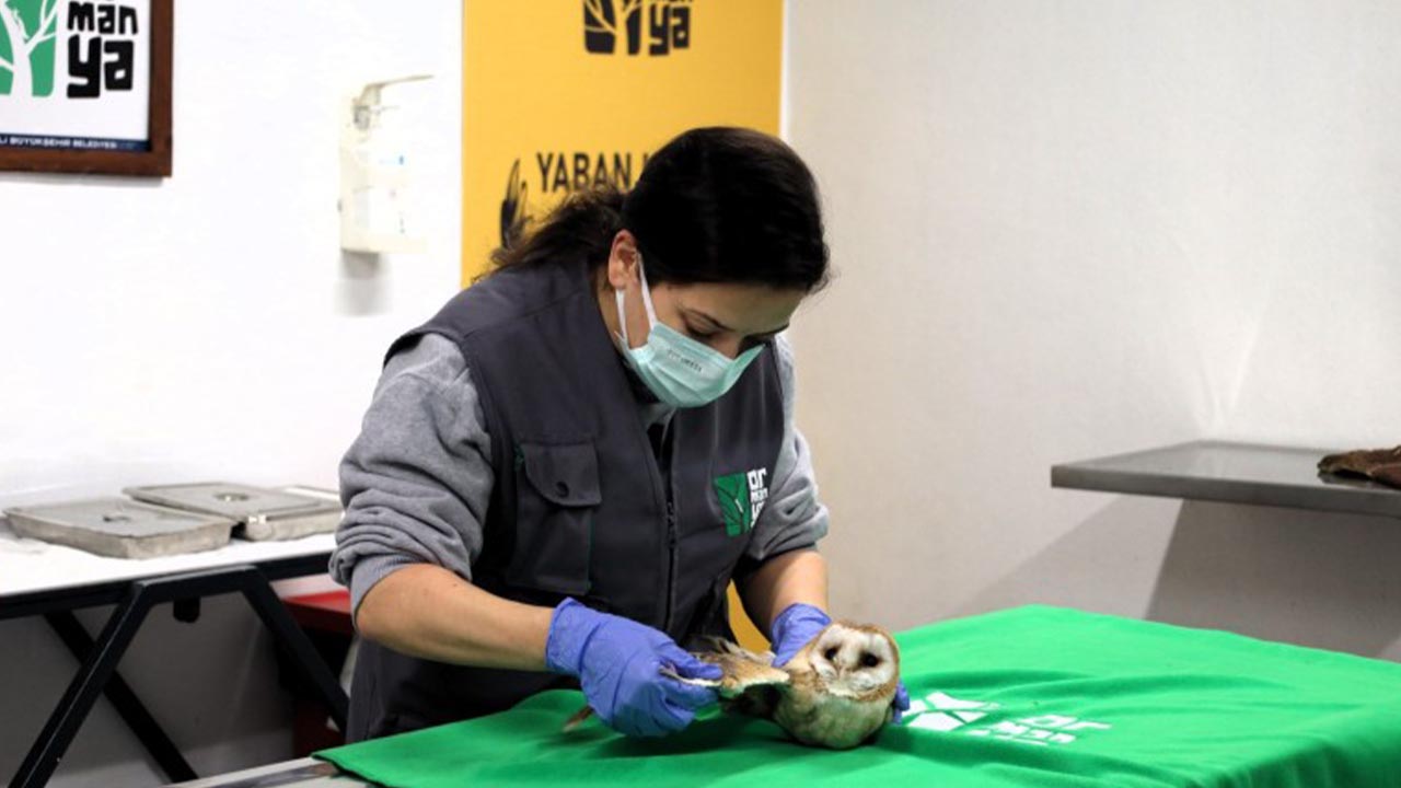 Yalova Kocaeli Ormanya Dogal Yasam Merkez Hayvan Tedavi (2)