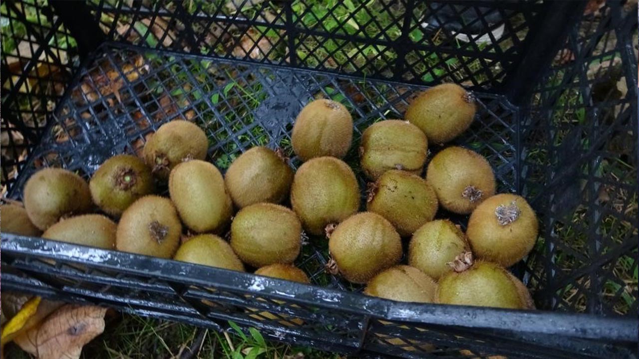 Yalova Subasi Kivi Iran Ureticiler Sikayet (3)