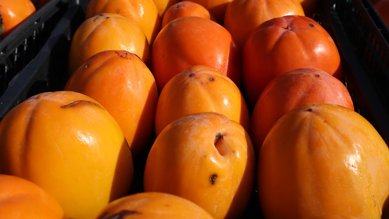 Yalova Trabzon Hurma Hasat Ilmec Denetim Inceleme (2)