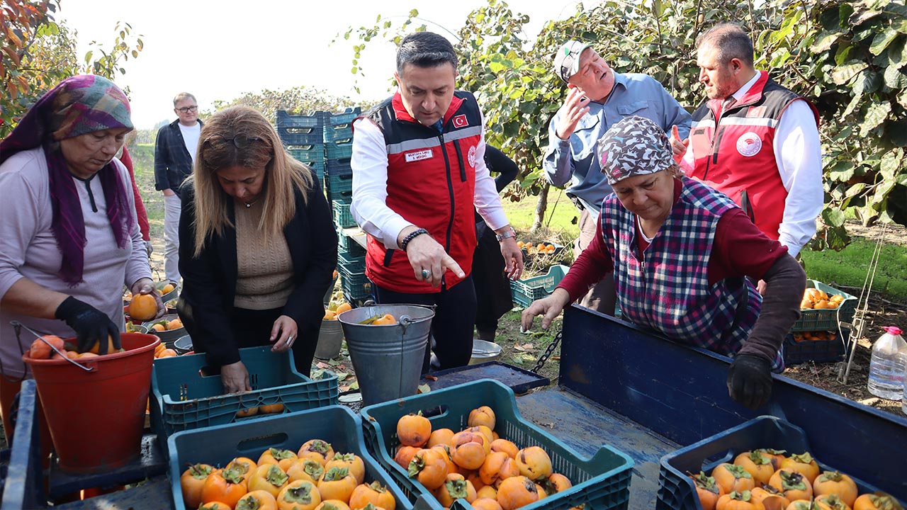 Yalova Trabzon Hurma Hasat Ilmec Denetim Inceleme (4)