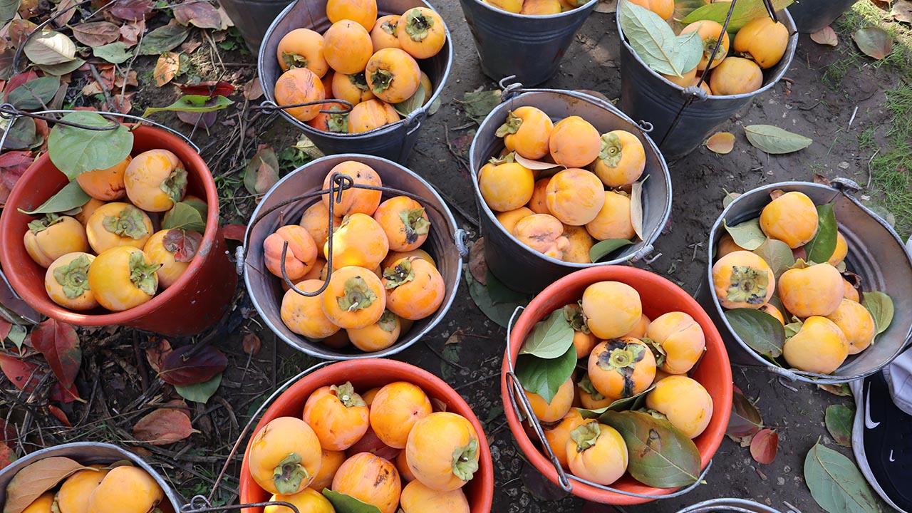 Yalova Trabzon Hurma Hasat Ilmec Denetim Inceleme (5)