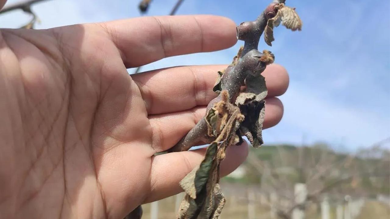 Yalova Ziraat Odasi Baskan Zirai Don Yardim Uretici Cagri (1)