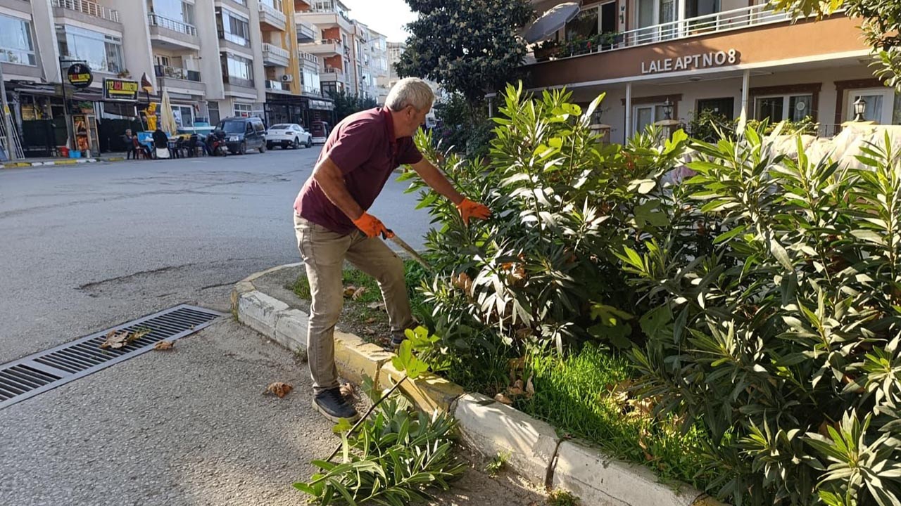 Zakkumlar Kışa Hazırlanıyor (2)