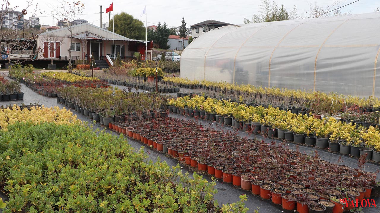 Çiftlikköy Belediyesi’nde Peyzaj Bitkileri Üretimi Sürüyor (1)
