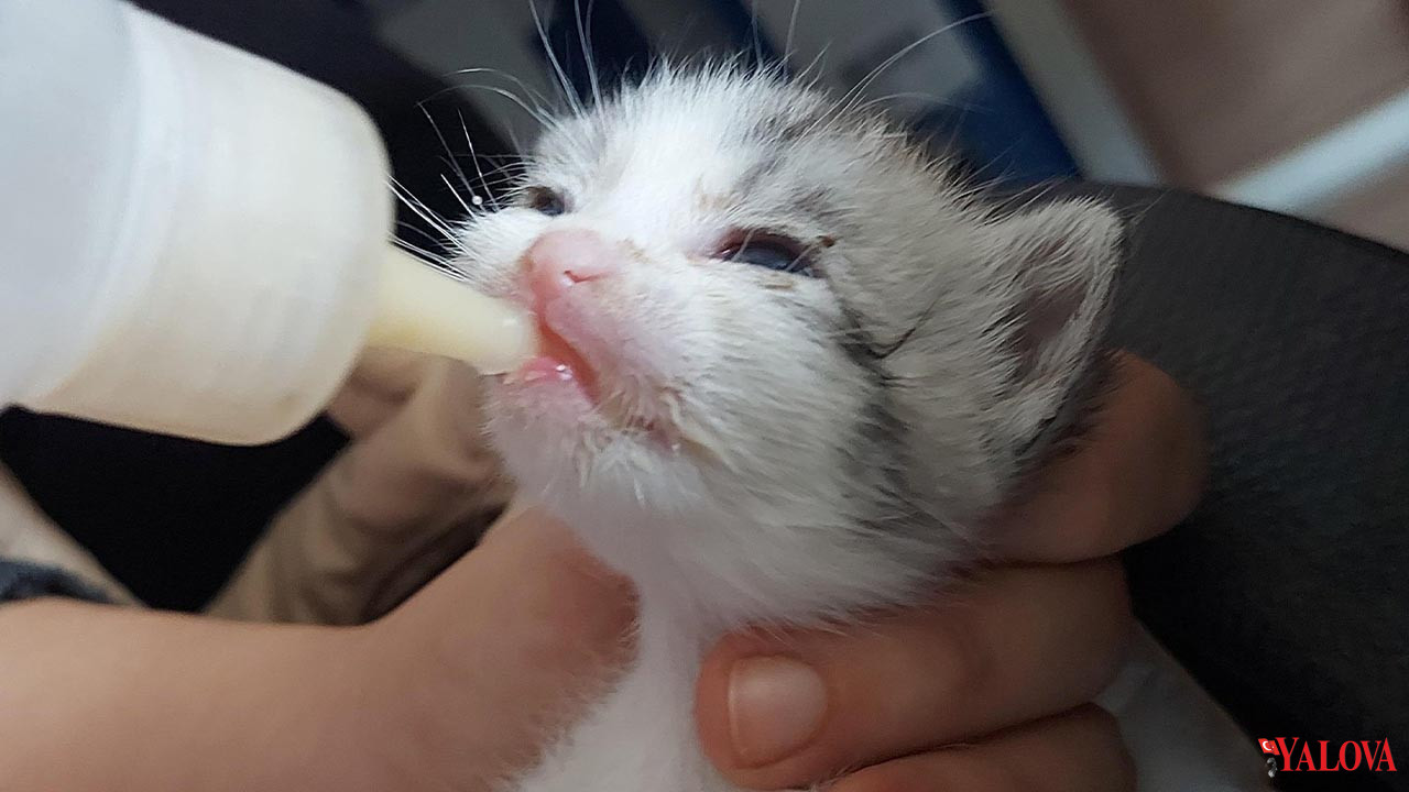 Çiftlikköy’de Örnek İş Birliği Öğrencilerden Sokak Hayvanlarına Destek Projesi Haber(1)