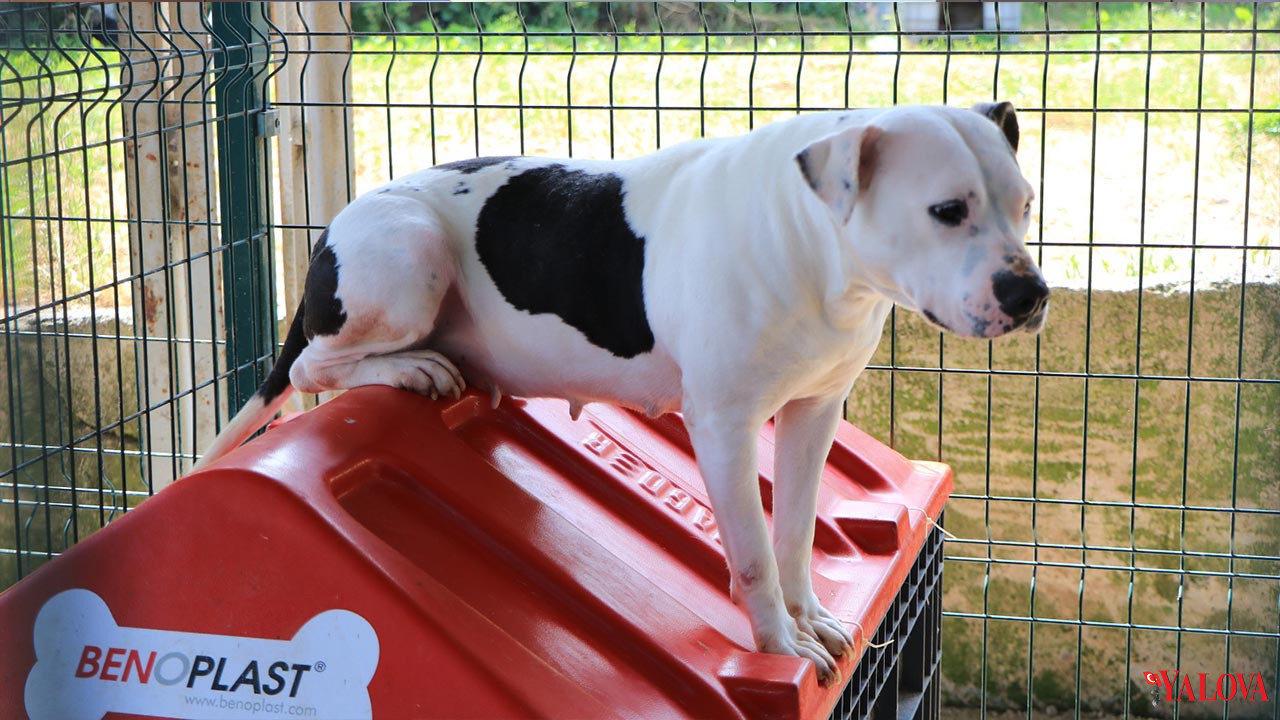 Çiftlikköy’de Örnek İş Birliği Öğrencilerden Sokak Hayvanlarına Destek Projesi Haber(2)