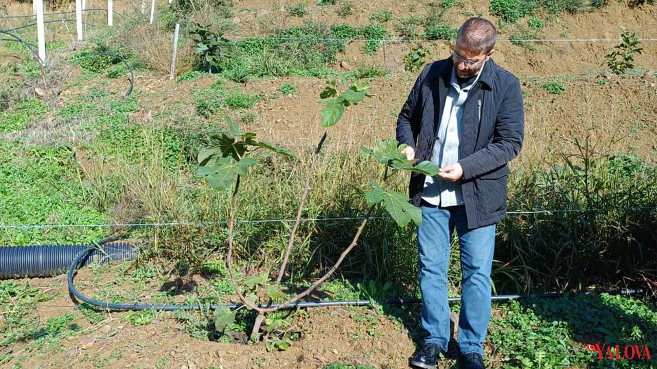Çınarcık’ta Meyve Bahçelerinde İnceleme (2)