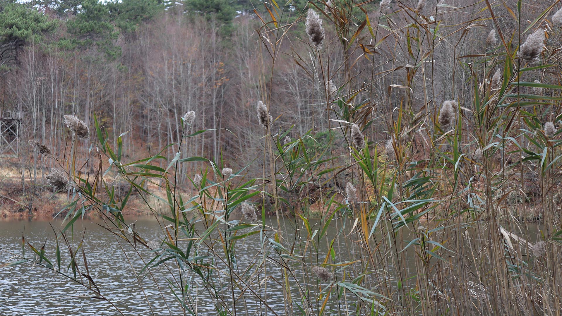 Dipsizgöl Çınarcık Teşvikiye (4)