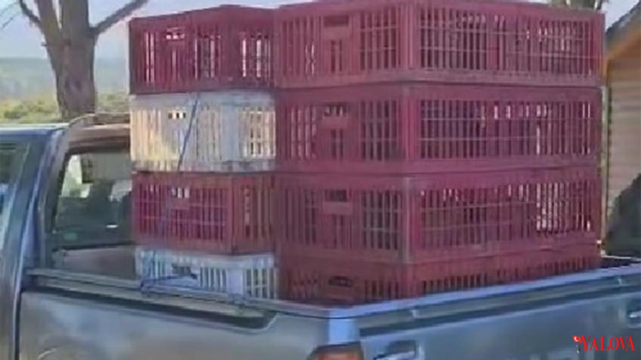 Esenköy’de Doğaya 50 Sülün Salındı (1)