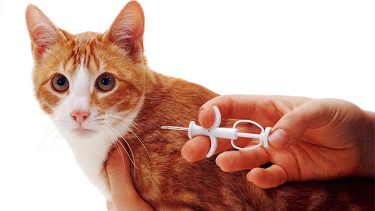 Hayvan Kayıt Ve Mikroçip Başvurularında Son Tarih (1)