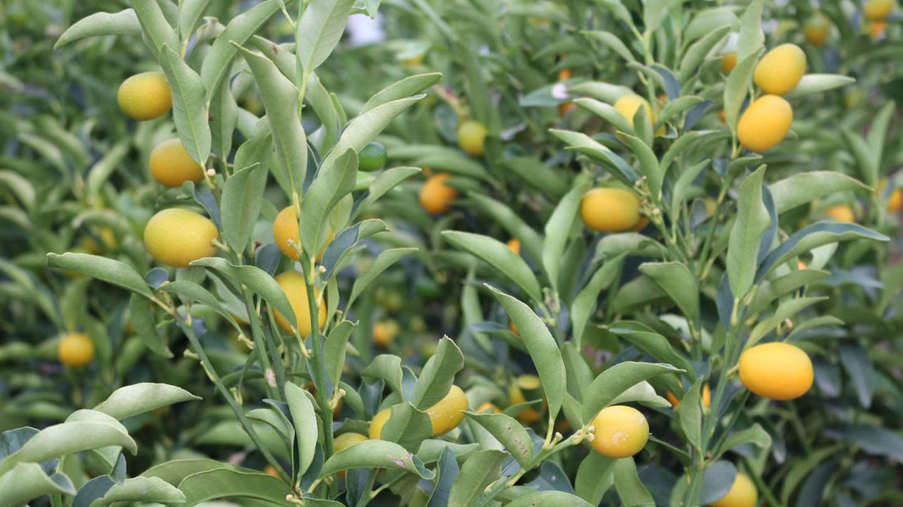 İl Müdürü Mustafa İlmeç’ten Meyve Fidanı Üretim Tesisine Ziyaret (3)