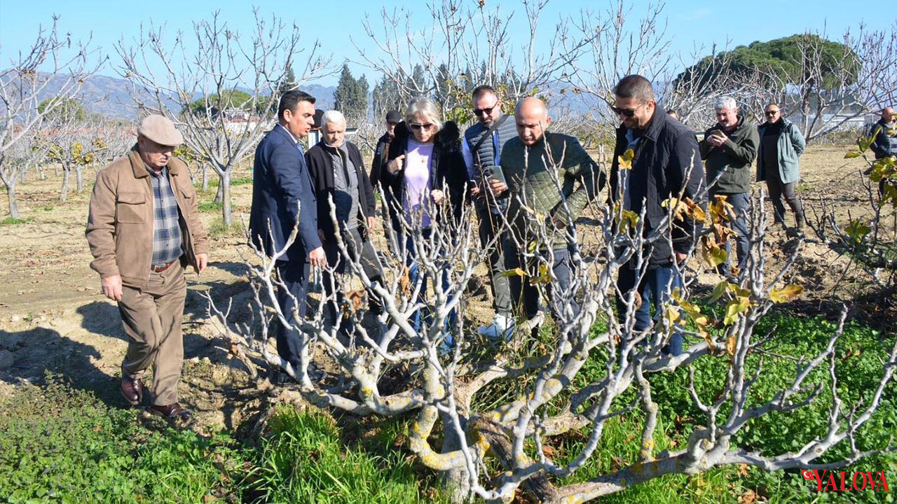 İncir Yetiştiriciliği Teknik Gezisi Gerçekleştirildi (2)