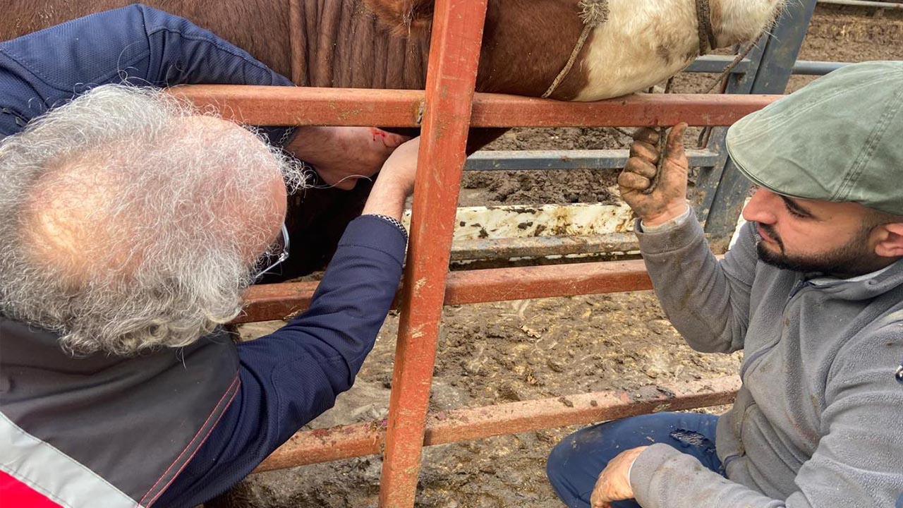 İthal Hayvanlara Küpe Ve Kan Kontrolü (2)