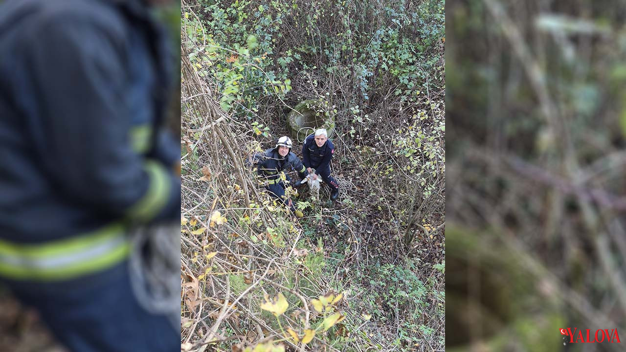 Kuyuya Düşen Keçi Kurtarıldı (2)