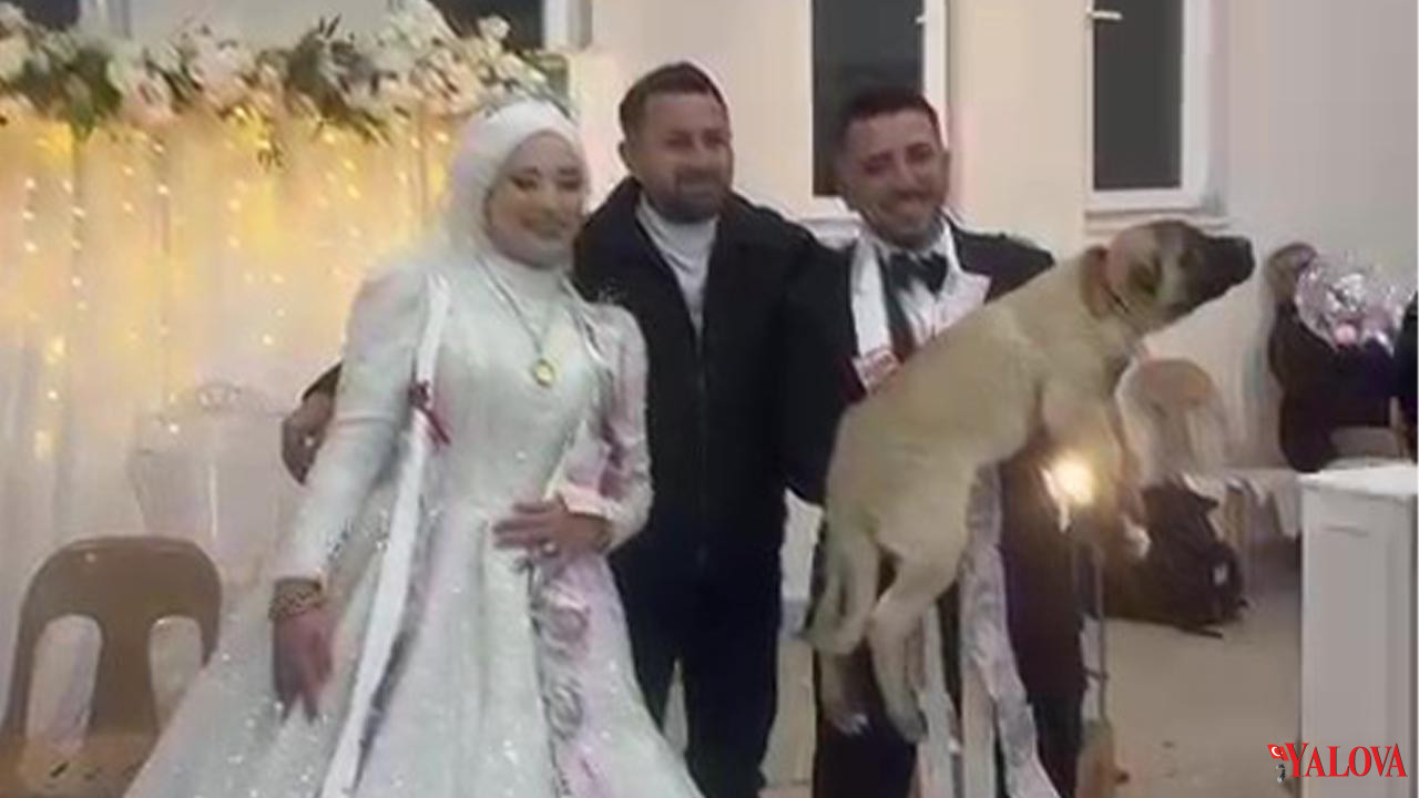 Damadın Arkadaşı Düğün Hediyesi Olarak 100 Bin Liralık Köpek Hediye Etti (1)