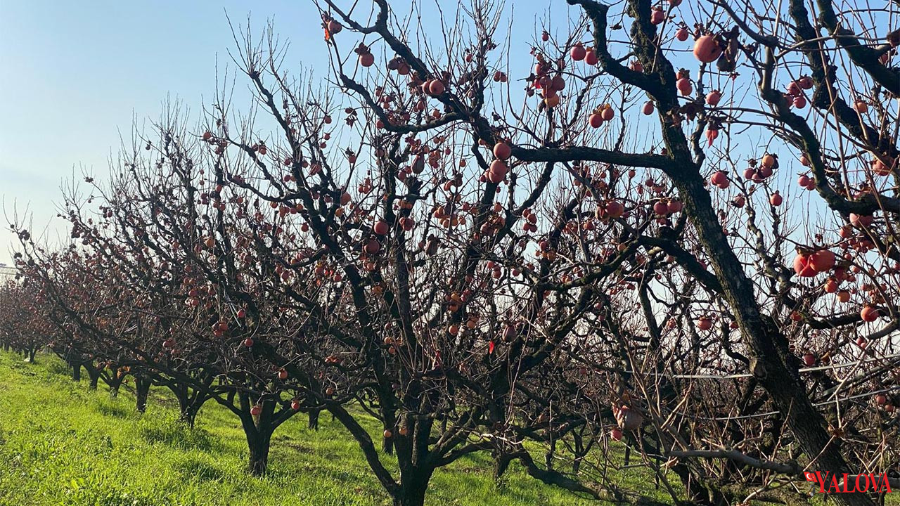 Yalova Altınova Hurma Kivi Ithalat (3)