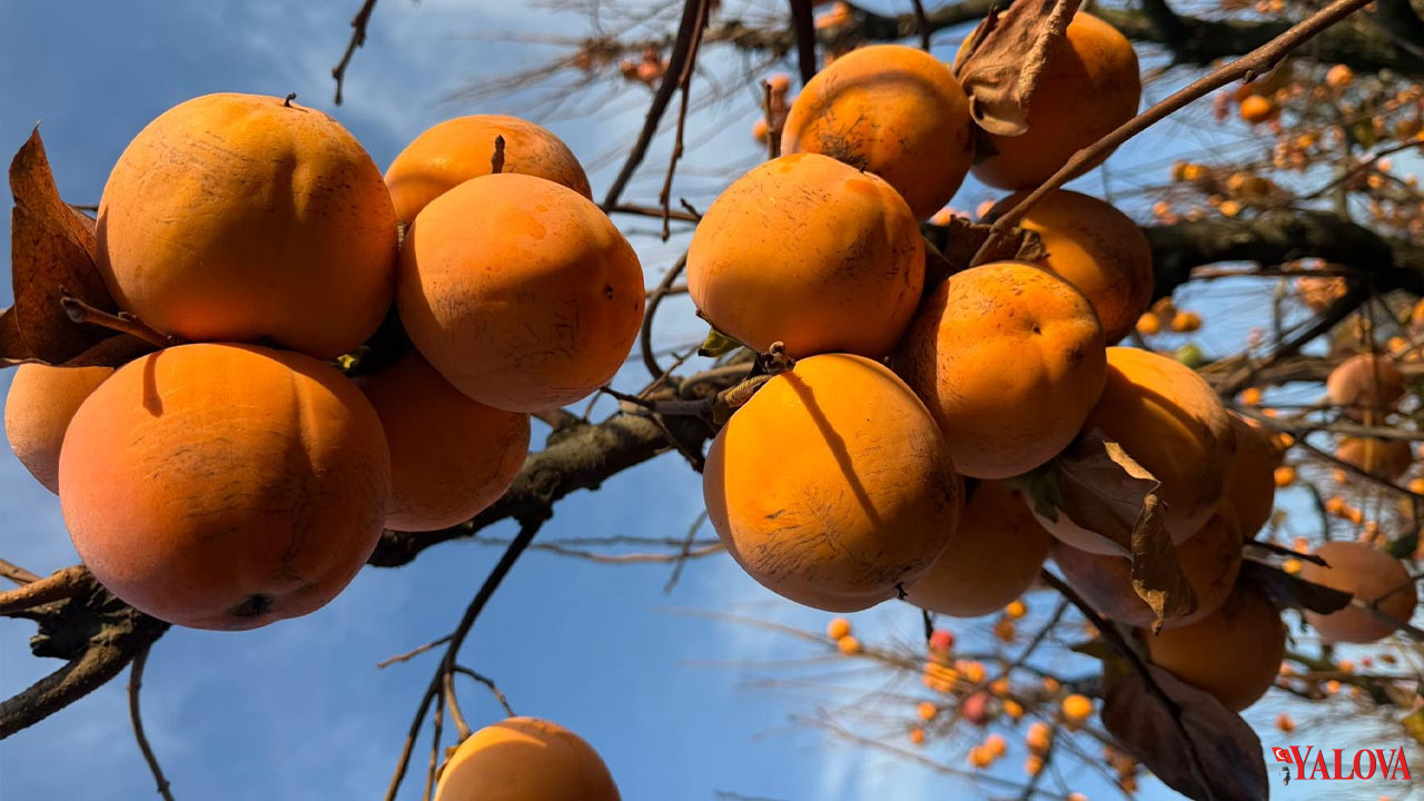Yalova Altınova Hurma Kivi Ithalat (7)
